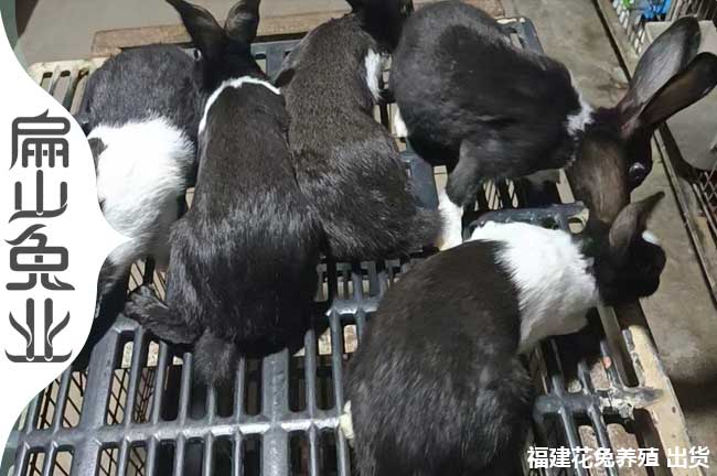 廈門花兔養(yǎng)殖