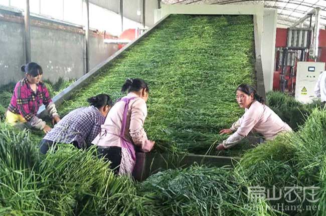 上杭種兔場槽