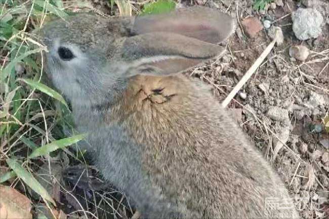 衢州西洋野兔種苗