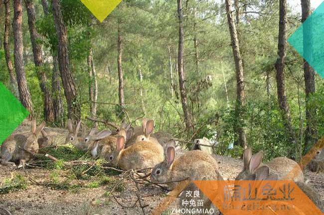 閩北公羊兔養(yǎng)殖基地