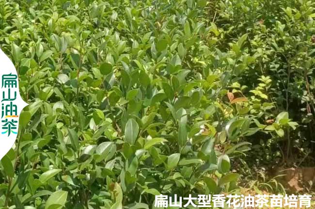 廣西香花茶樹苗培育