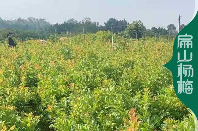 四川楊梅種植基地