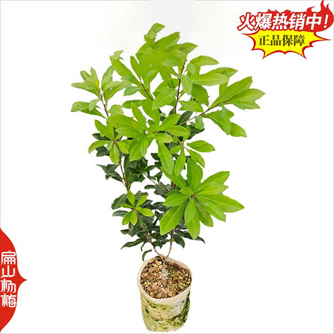 福建楊梅之鄉(xiāng)