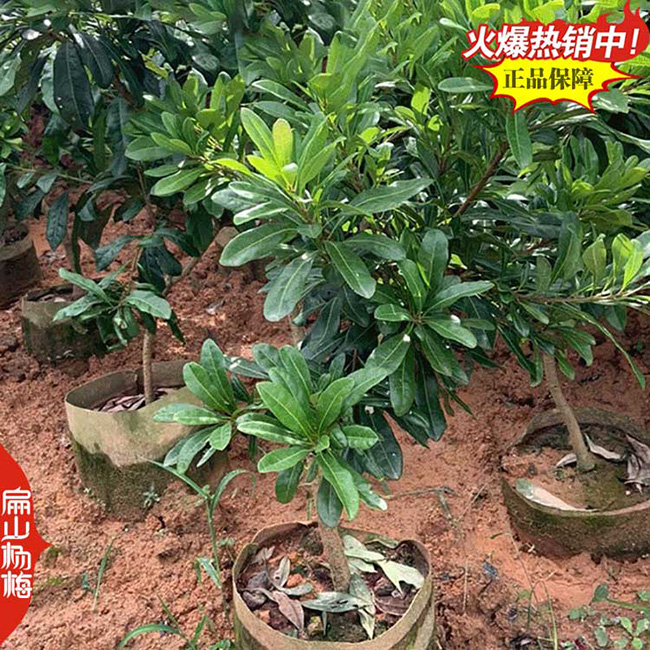福建楊梅杯苗