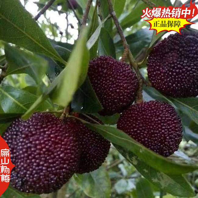 柳州楊梅小杯苗批發(fā)