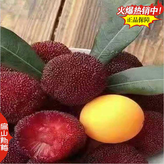 東魁楊梅杯苗