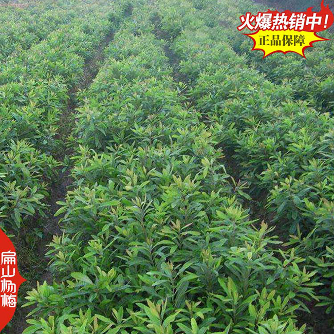 大黑炭楊梅小杯苗