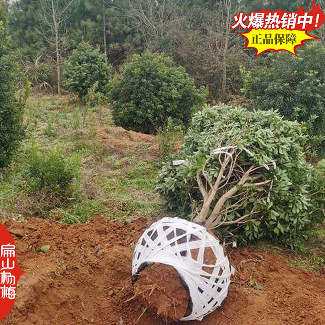 漳州楊梅苗