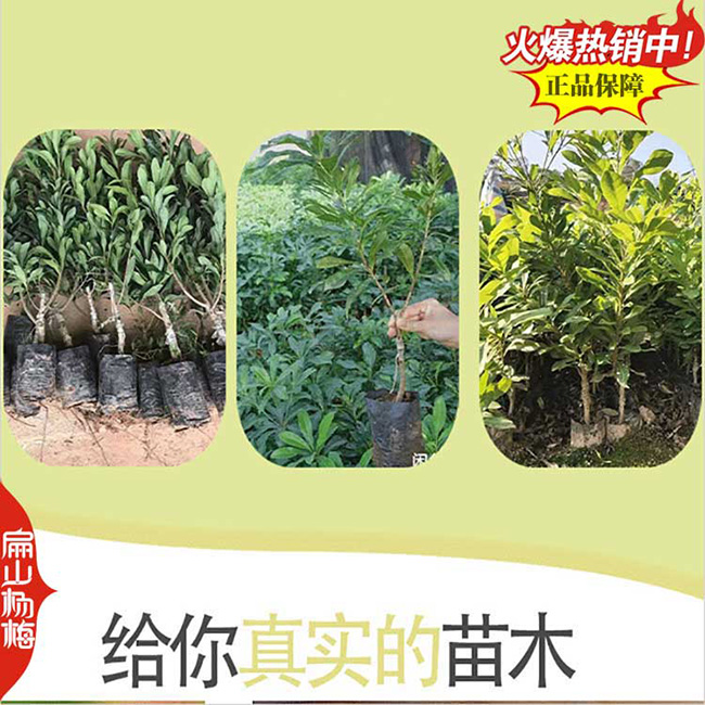 嫁接楊梅小杯苗
