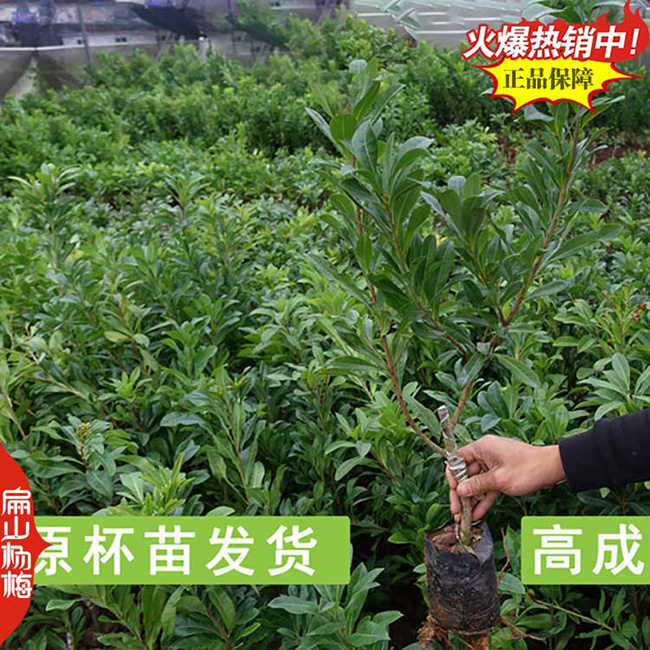 福建楊梅小杯苗