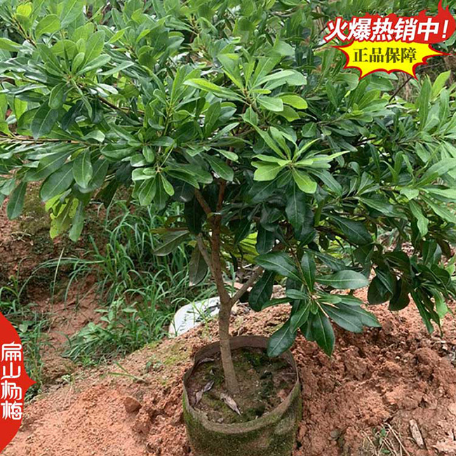 好苗批發(fā) 三亞儋州楊梅苗培育種植大型基地 高30-50厘米一顆