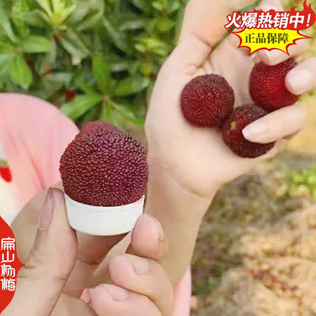 梧州二都楊梅苗批發(fā)