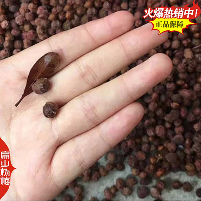 福建楊梅大杯苗批發(fā)