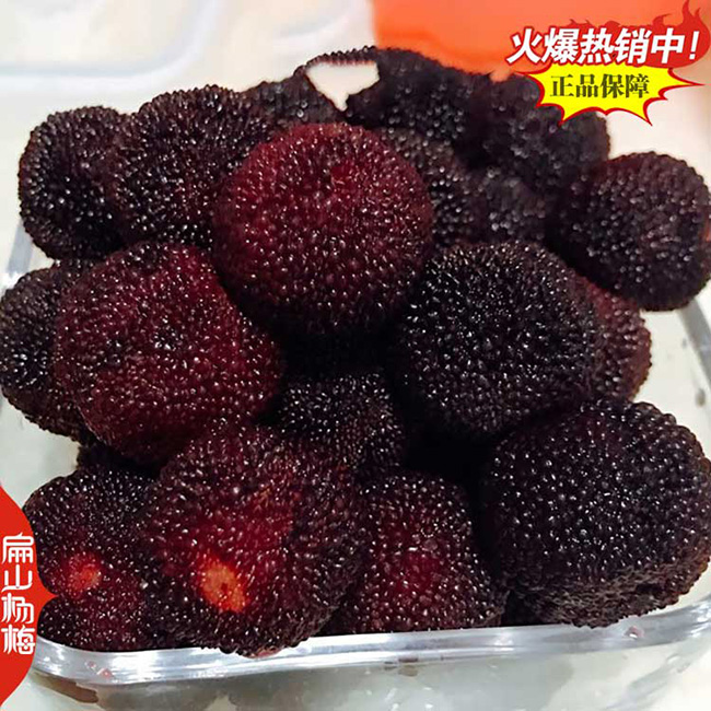 楊梅小杯苗