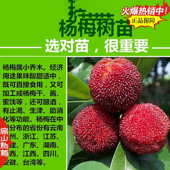 南平水晶楊梅苗