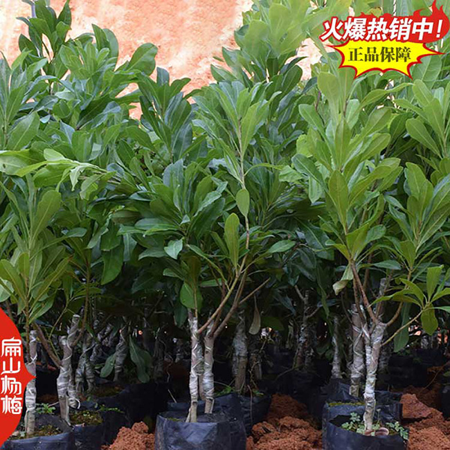 南平楊梅杯苗