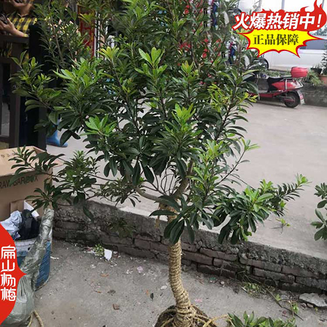 貴州楊梅苗批發(fā)