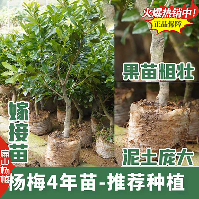 防城港早熟楊梅苗