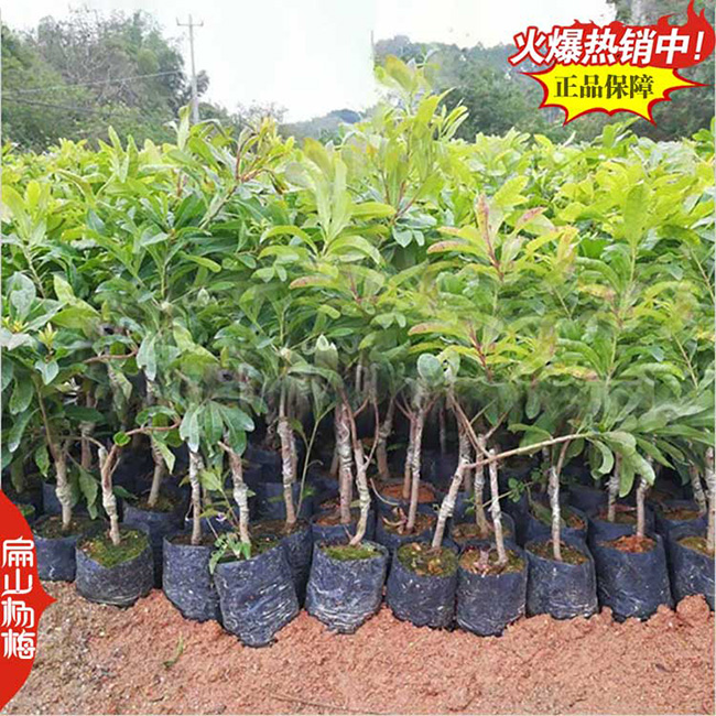 梧州楊梅種植技術(shù)