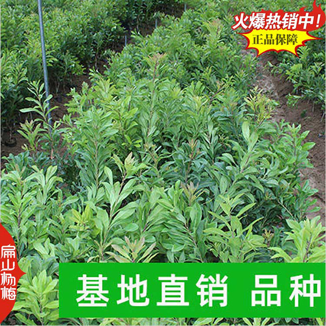 楊梅種植產(chǎn)量