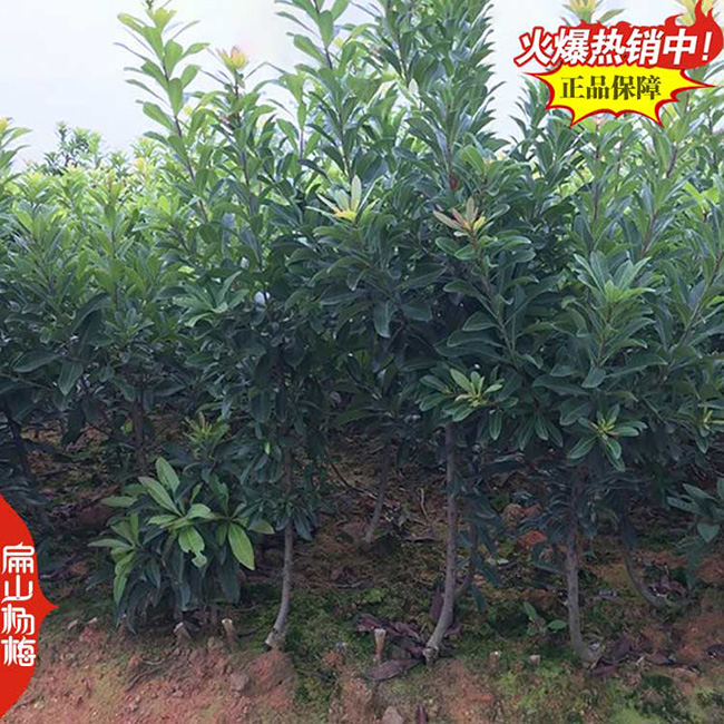 貴州矮化楊梅苗批發(fā)