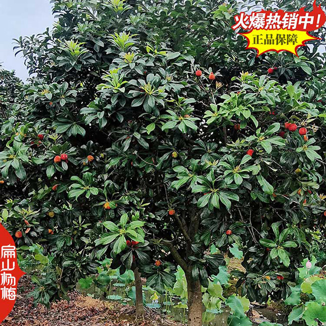 南寧水晶楊梅杯苗
