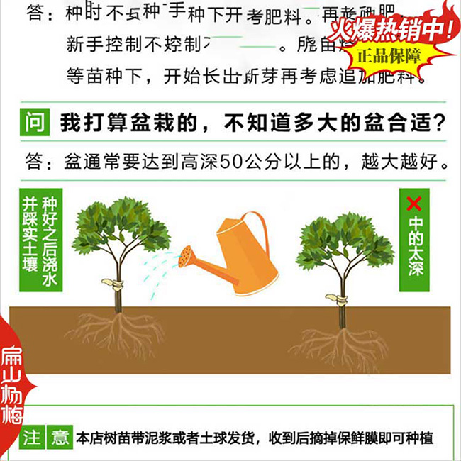 玉林楊梅小杯苗