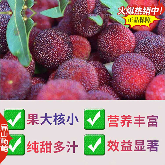北海東魁楊梅小杯苗