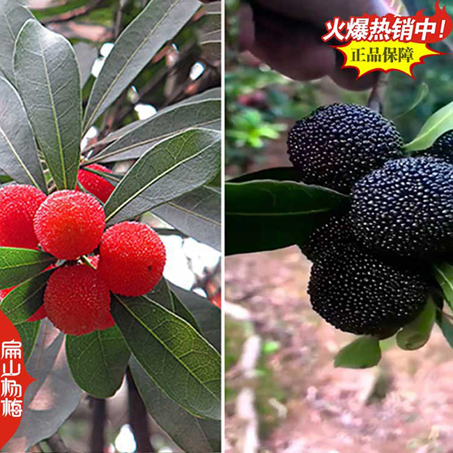河池二都楊梅杯苗