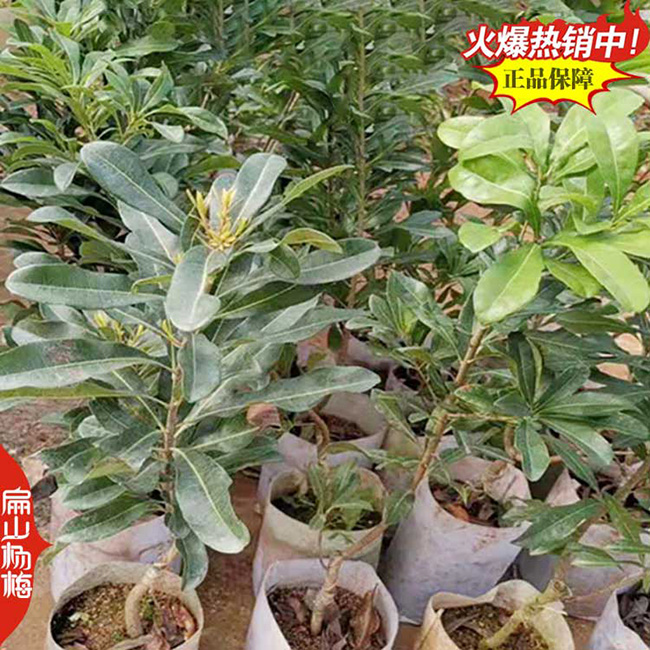玉林水晶楊梅杯苗