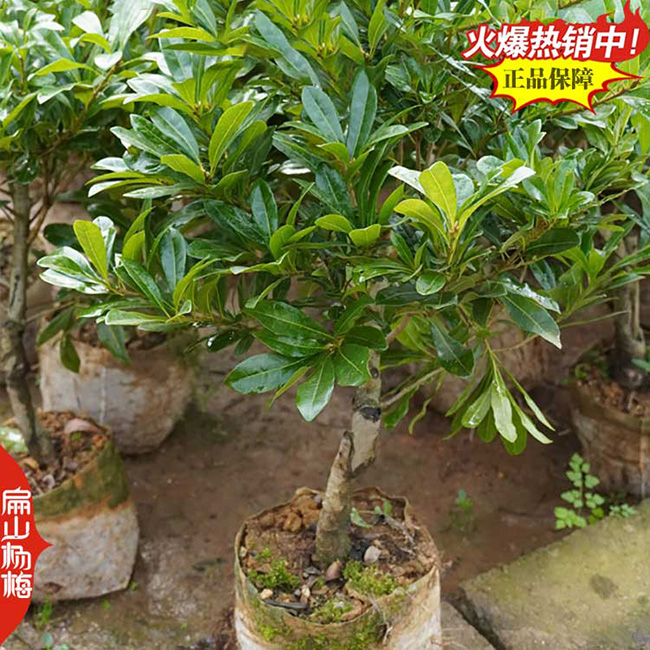 北海楊梅種植基地