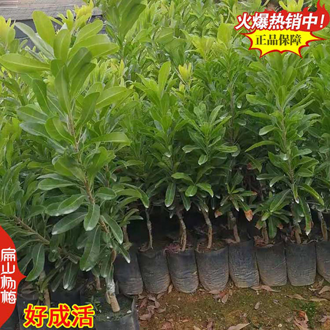 衢州大黑炭楊梅苗