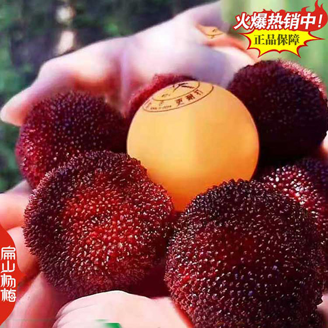 無核楊梅苗