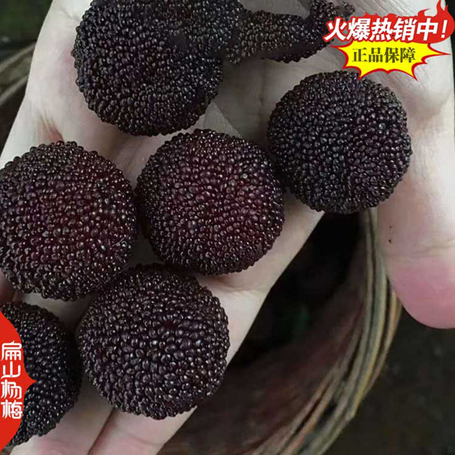 黑炭楊梅批發(fā)