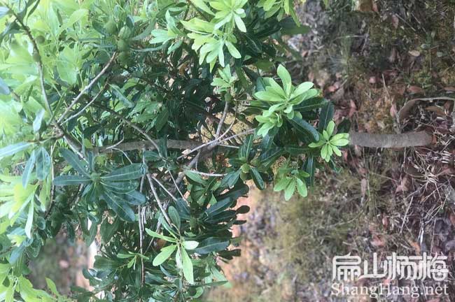 [遂寧楊梅苗批發(fā)]永樹冠水晶高度冠幅 實生裸根小杯苗50-80CM