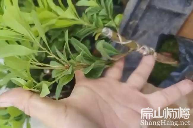 婁底楊梅小杯苗批發(fā)