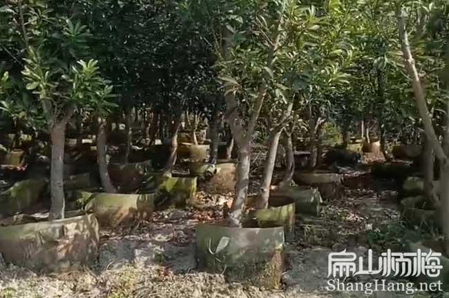 鷹潭地徑5公分楊梅杯苗
