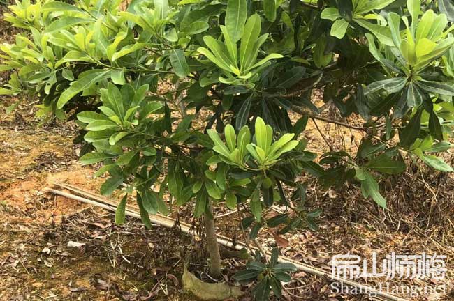 [高壓楊梅苗批發(fā)]南昌別墅種植的楊梅樹苗造型美觀 99元/顆