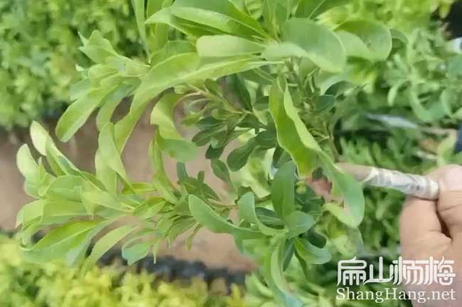 臺州二都楊梅苗批發(fā)