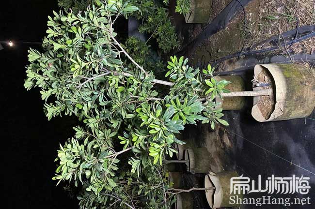 [德州煙臺濰坊]楊梅苗批發(fā)與種植基地東魁烏梅水晶29-50公分