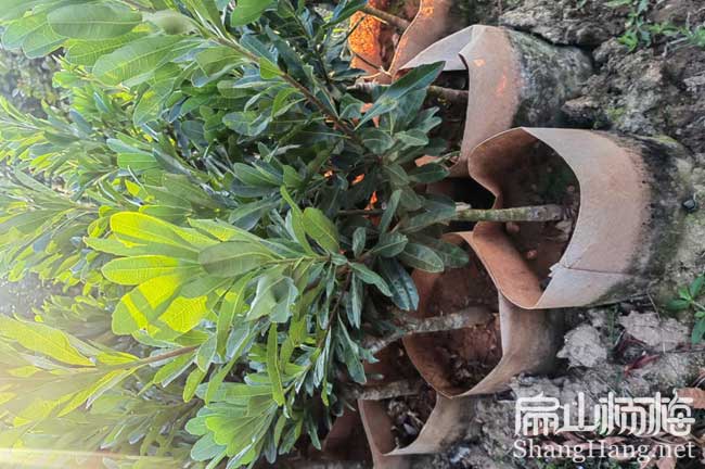 水晶 延安地徑2-3公分楊梅苗種植基地批發(fā) 延安黑高峰30CM