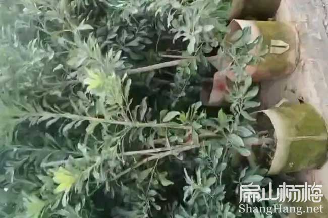 [粉紅楊梅苗]南通粉白水晶楊梅苗批發(fā) 南通晚稻早熟晚薺8元