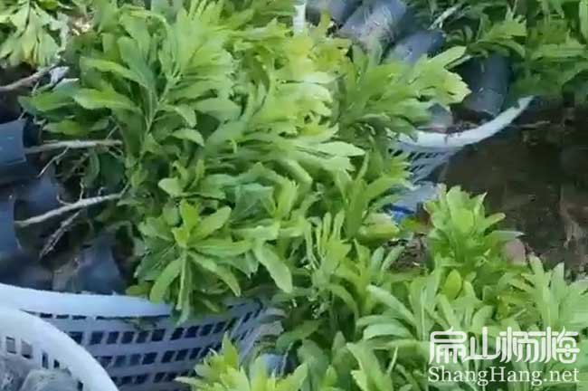 漳州東魁楊梅樹苗