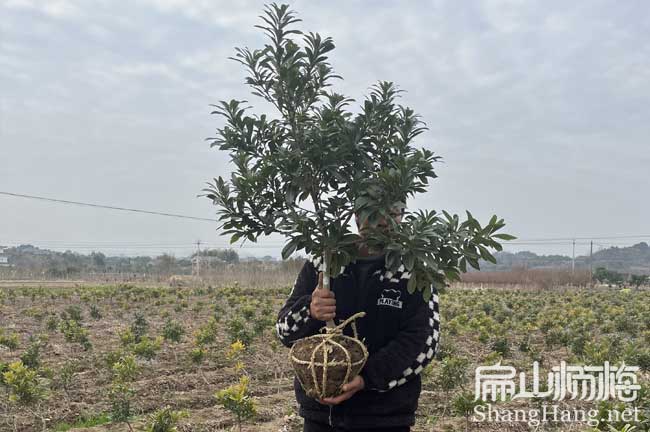 [賣(mài)梅縣大黑炭楊梅苗] 梅州白沙黃巖楊梅苗培育批發(fā)基地3元/珠