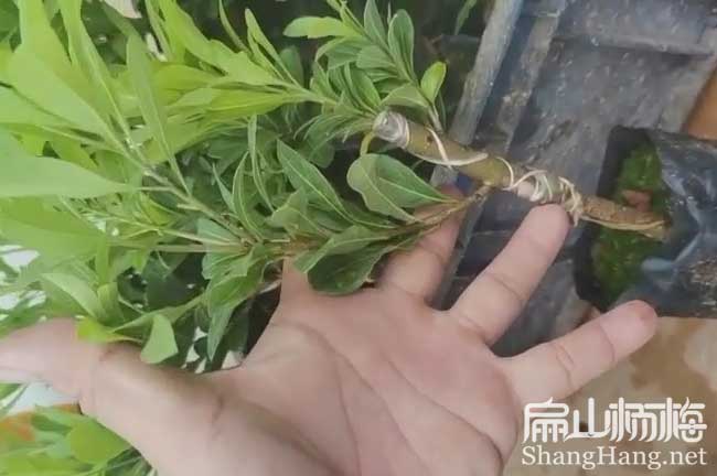 福建楊梅批發(fā)