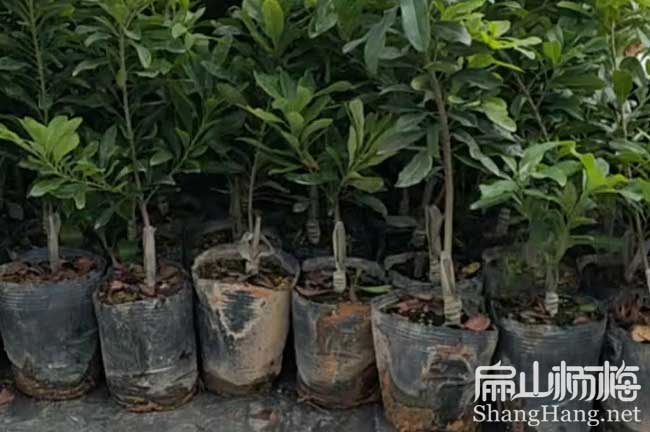 慈利水靈楊梅苗