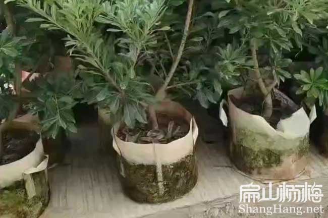 湖南黑楊梅
