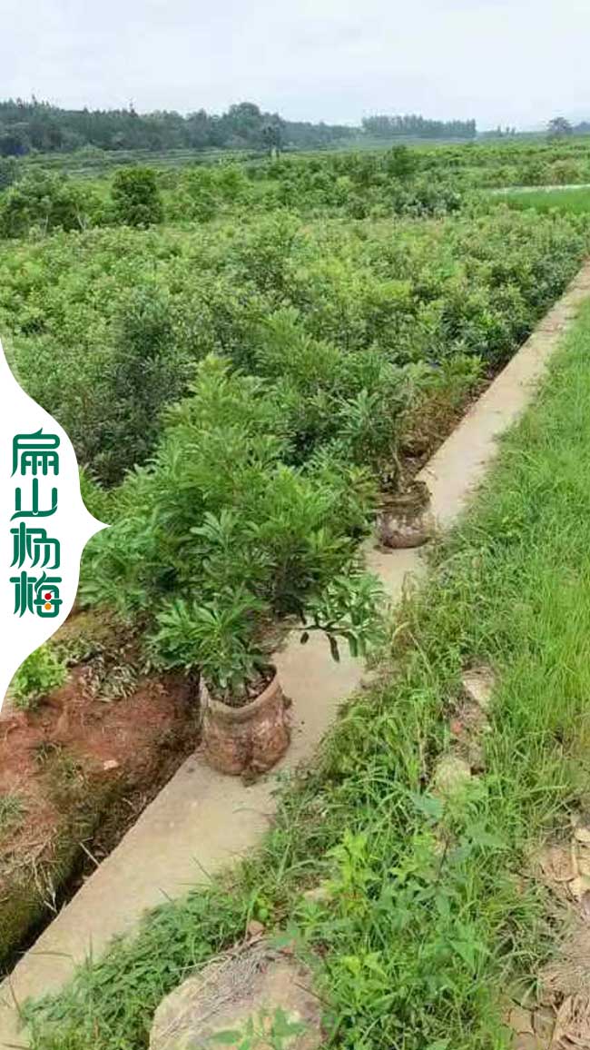 晚熟楊梅苗 遵義嫁接楊梅苗批發(fā) 遵義東魁水晶黑晶6元/珠