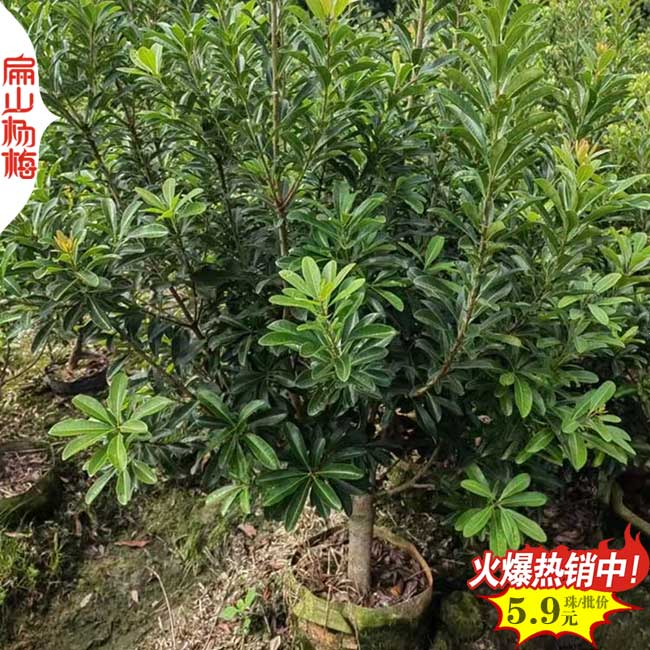 陽(yáng)泉楊梅小杯苗批發(fā)