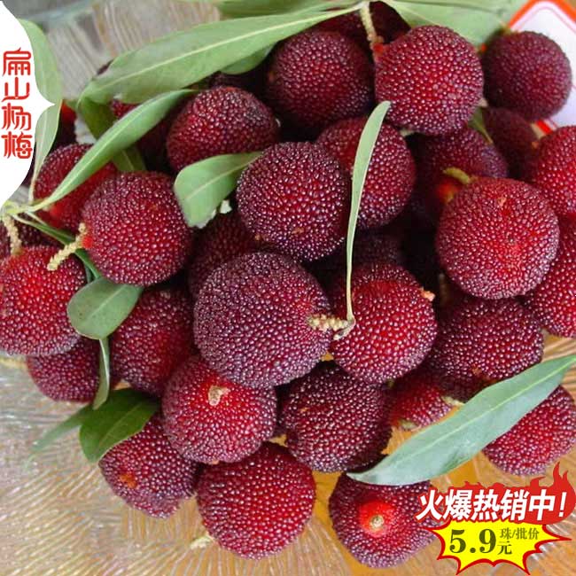 2025大銷懷化楊梅苗價(jià)格表 湖南臺(tái)梅大黑炭小杯苗產(chǎn)地解析
